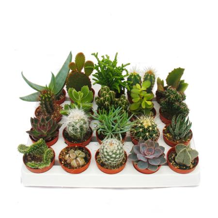 Succulentes naturelles de collection 12 variétés différentes 6 cm diamètre  pot