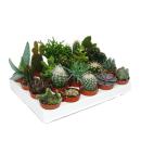 Cactus et succulentes - Starter Set XXL - 20 plantes...