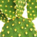 Opuntia microdasys - cactus épineux jaune - dans...
