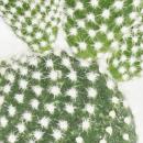 Opuntia microdasys albata - cactus blanc piquant - dans...