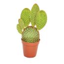 Opuntia microdasys rufida - rotstachliger ears cactus -...