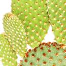 Opuntia microdasys rufida - cactus épineux rouge -...