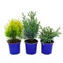 Dwarf conifers set with 3 plants - small conifers for bed...