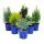 Dwarf conifers set of 6 plants - small conifers for bed and balcony - in 10,5cm pot