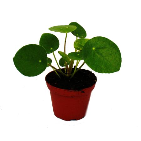 Mini Pilea Peperomioides Chinese Money Tree Belly Button Plant - mini pilea peperomi!   oides chinese money tree belly button plant in 5 5cm pot