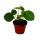 Mini - Pilea peperomioides - Glückstaler - Chinesischer Geldbaum - Bauchnabelpflanze im 5,5cm Topf