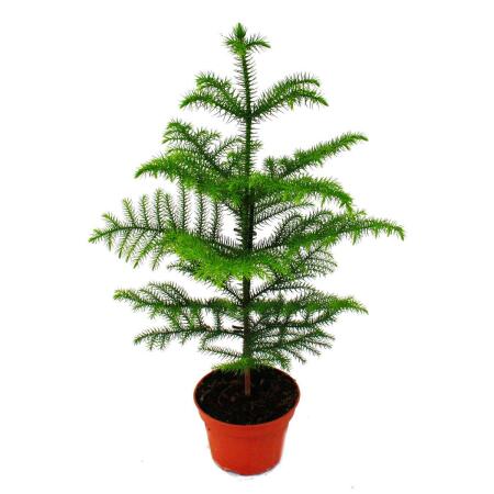 Sapin dintérieur - Araucaria heterophylla - pot de 17m - hauteur env. 60-80cm