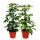 Umbrella Tree - Duo - Schefflera - white-green-leaved - 12cm pot - 2 plants