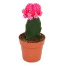 Gymnocalycium mihanovichii - strawberry cactus - pink -...