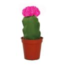 Gymnocalycium mihanovichii - fraise cactus - rose - pot...