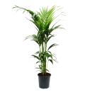 Kentia Palm, Howea forsteriana, 21cm, approx. 120cm high
