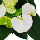 Flamant flamant blanc, Anthurium anderanum, pot de 17cm