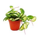 Zimmerpflanze hängend - Hoya carnosa tricolor -...
