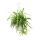 chlorophytum, lis vert, plante de feux de circulation