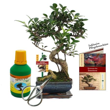 Geschenkset Bonsai "Ficus" - Chinesischer Feigenbaum - ca. 6 Jahre alt - Anfänger-Set