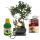 Gift set Bonsai "Ficus" - Chinese fig tree - ca. 6 years old - beginner set