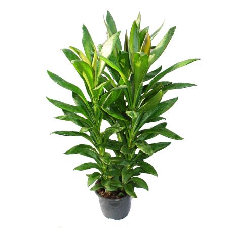 Cordyline fruticosa, club lily, green in 19cm pot