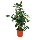 Ficus benjamini "Danielle", bouleau figue 14cm