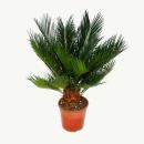 Cycas revoluta  -  Japanischer Palmfarn mit Knolle - 12cm...