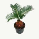 Cycas revoluta  - -  Fougère palmiste japonaise...