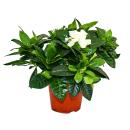 Gardenia - Plante à fleurs parfumées avec...