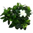 Gardenie - Duftende Blütenpflanze mit creme-weiß farbenen Blüten, 12cm Topf