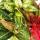 Fil de piston à feuilles colorées - Jeu de 3 fils différents Plantes de luxe - Aglaonema 12cm