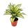 Fil de piston à feuilles colorées - Jeu de 3 fils différents Plantes de luxe - Aglaonema 12cm
