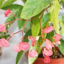 Tamaya Begonia - Begonia albopicta - Tronc de...