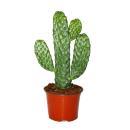 Road Kill Cactus - Consolea rubescens - Flat Ear Cactus -...