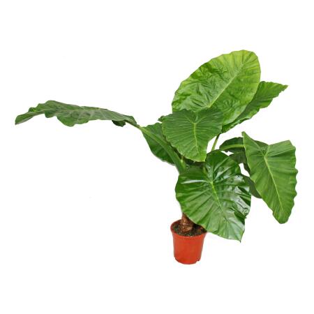 Alocasia cucullata 21cm solitary plant - elephant ear, height 80cm-1,00m