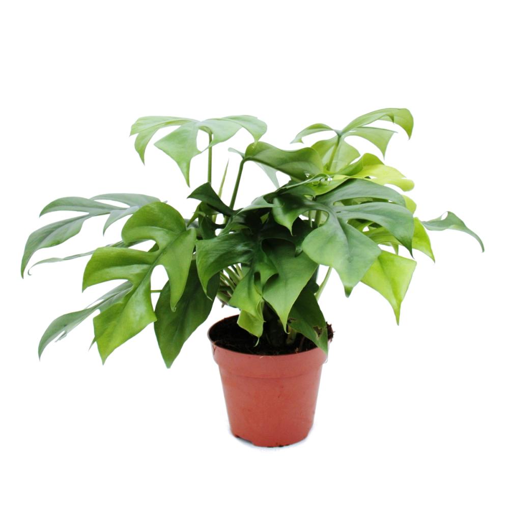 Exotenherz - feuille de fenêtre - monstera deliciosa - 1 plante
