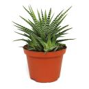 Haworthia fasciata "Big Band" - plante en pot...