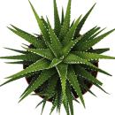 Haworthia fasciata "Big Band" - plante en pot de 10,5cm