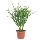 Euphorbia tirucalli - pencil cactus - large plant in a...