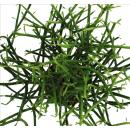 Euphorbia tirucalli - pencil cactus - large plant in a...