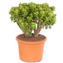 Crassula portulacea minor - penny tree - solitary plant - 20cm