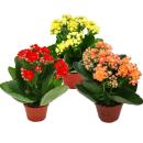 Mini-Kalanchoe "Rosalina" - Set de 3 plantes...