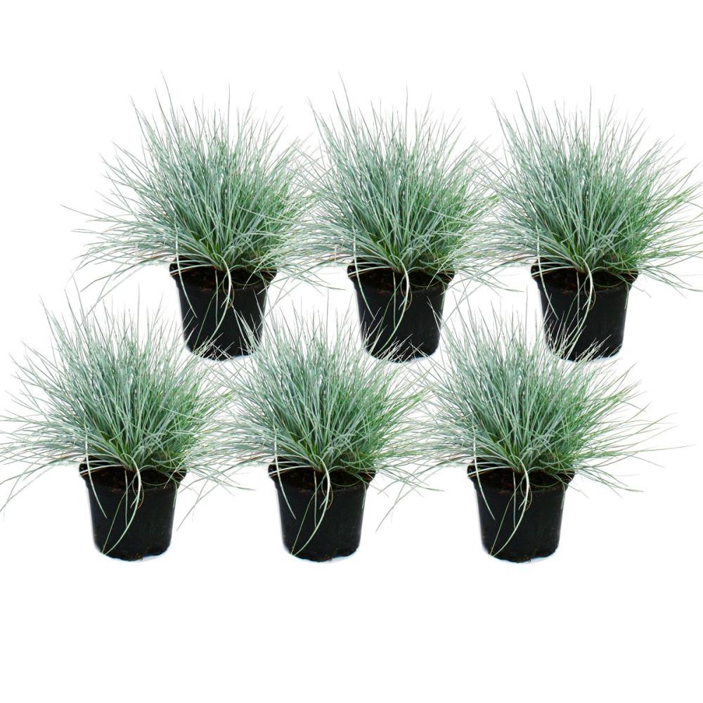 Blauschwingel-Gras - Festuca Topf 9cm mit - glauca 6 Pflanzen - Set