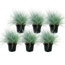 Herbe de fétuque bleue - Festuca glauca - set de 6 plantes - pot de 9cm