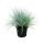 Herbe de fétuque bleue - Festuca glauca - set de 6 plantes - pot de 9cm