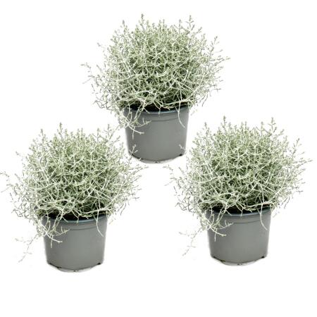 Plante en fil de fer barbelé - fil dargent - Calocephalus brownii - set de 3 plantes - pot 12cm