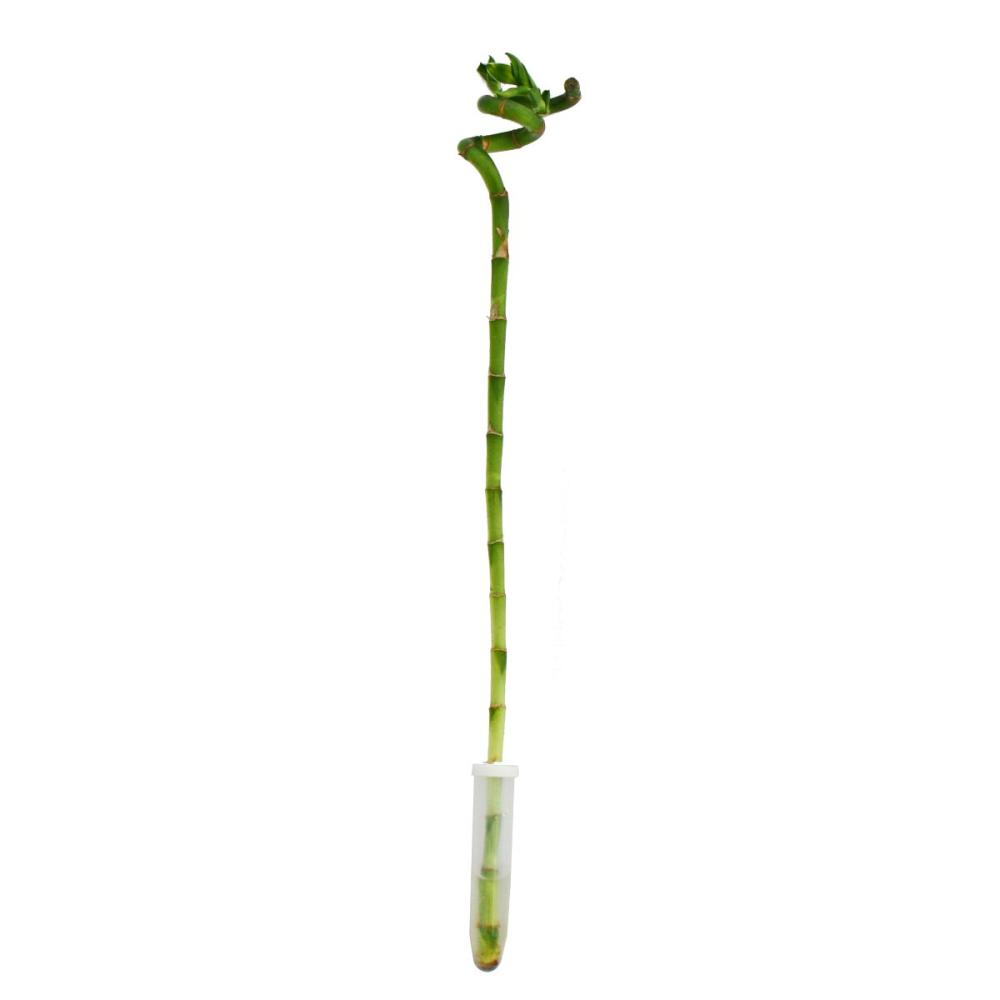 Glücksbambus 'Lucky Bamboo' - spiralförmig - im Röhrchen - Dracaena S