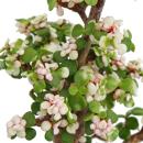Bonsai rarity "Portulacaria afra variegata" -...