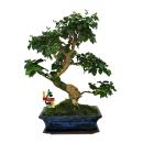 Bonsai Chinesischer Liguster - Ligustrum sinensis - ca....
