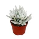 Senecio haworthii - plante succulente poilue blanche -...
