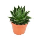 Aloe "Cosmo" - aloès sphérique - pot 12cm - plante dintérieur succulente
