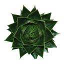Aloe "Cosmo" - spherical aloe - 12cm pot -...