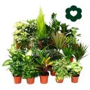 Exotenherz - pflegeleichte Zimmerpflanzen und Grünpflanzen - luftreinigend im 12-14cm Topf