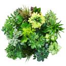 Cœur exotique - plantes dintérieur et plantes vertes faciles dentretien - purificateur dair en pot de 12-14 cm